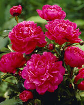 Без бренда «2KMB-4036» в Кемерово