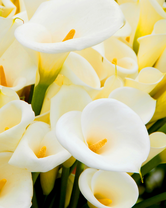 Без бренда «Белые каллы» в Кемерово