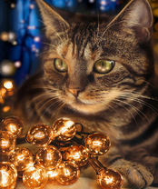 Без бренда «2KXSB-0678» в Кемерово