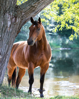Без бренда «Коробка 20 шт: Лошадь у дерева» в Кемерово