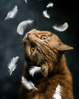 Без бренда «Кот среди перышек» в Кемерово