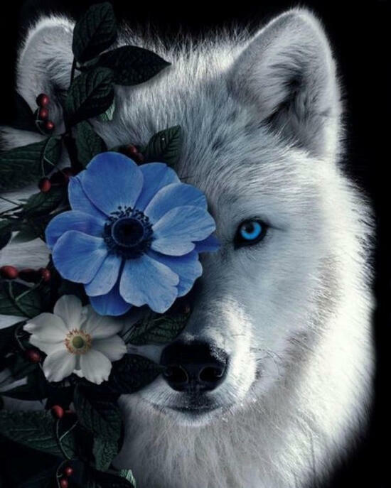 Картина по номерам 40x50 Белый голубоглазый волк и цветы