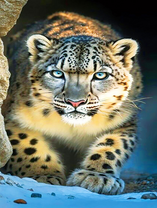 Леопард в пещере