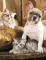 Без бренда «Милый щенок французского бульдога и два котёнка» в Кемерово