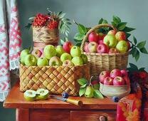 Большой урожай яблок