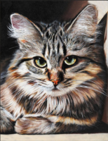 Без бренда «Маленькая серая кошечка» в Кемерово в интернет-магазине Без бренда «Маленькая серая кошечка» в Кемерово