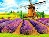 Мельница на поле лаванды