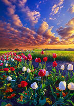 Без бренда «Поле тюльпанов под облачным небом» в Кемерово