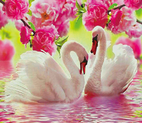 Белые лебеди среди цветущей сакуры